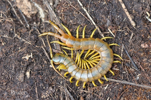 Skolopender (Scolopendra sp.)